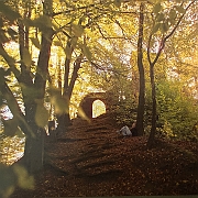 042 Een stukje geheimzinnig bos